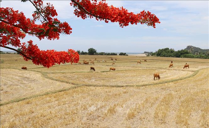 Vietnam con otras dos reservas de la biosfera nominadas en la UNESCO