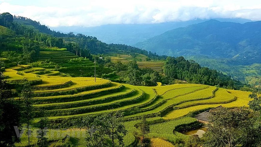 Contemplan terrazas de arroz hermosas en Hoang Su Phi