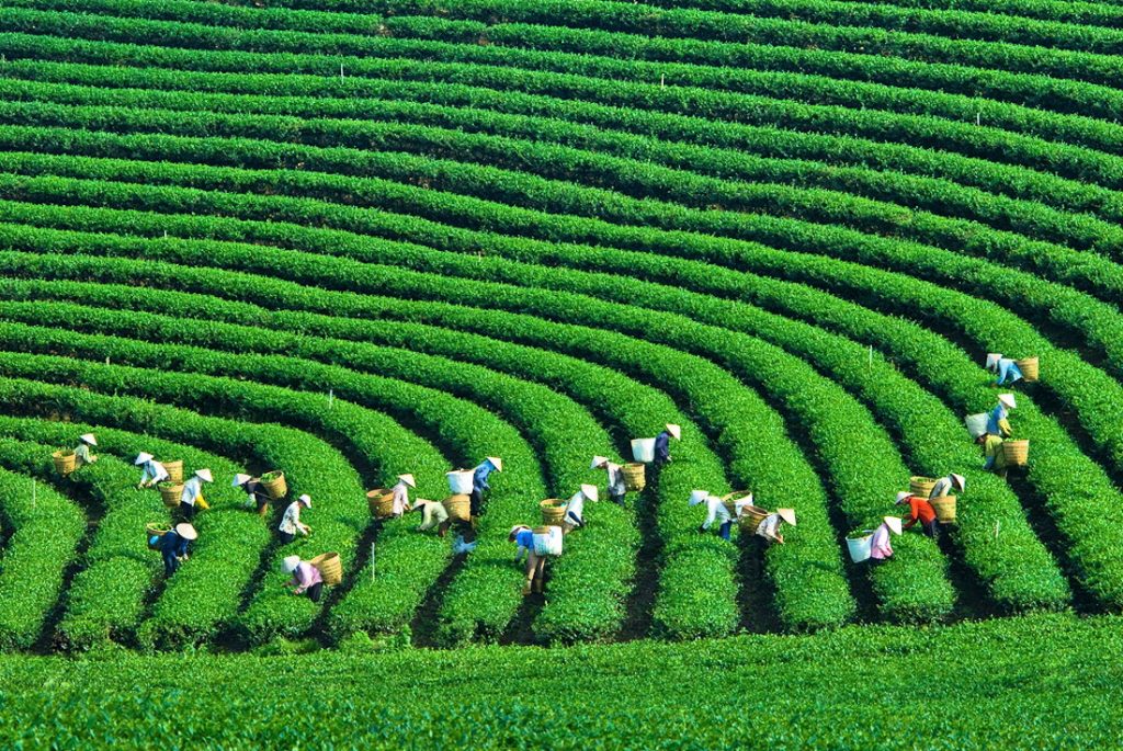 Vietnam determinado a ecologizar los sectores económicos