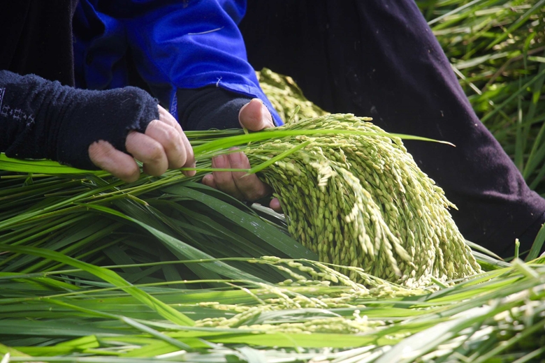 Fragancia del arroz Com peculiar de Hanói