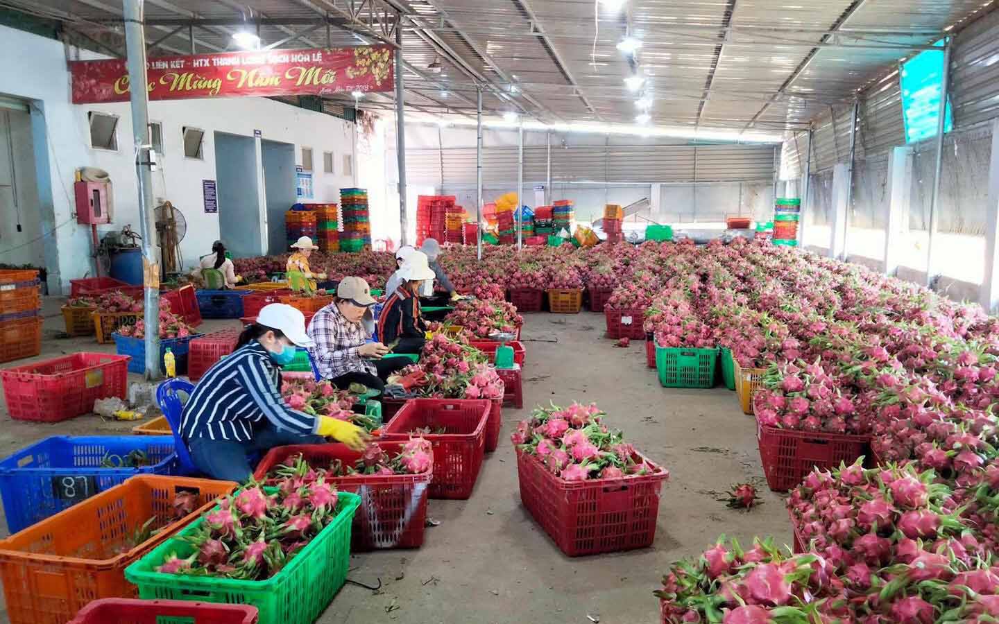 La pitahaya vietnamita, protegida con denominación de origen en Japón