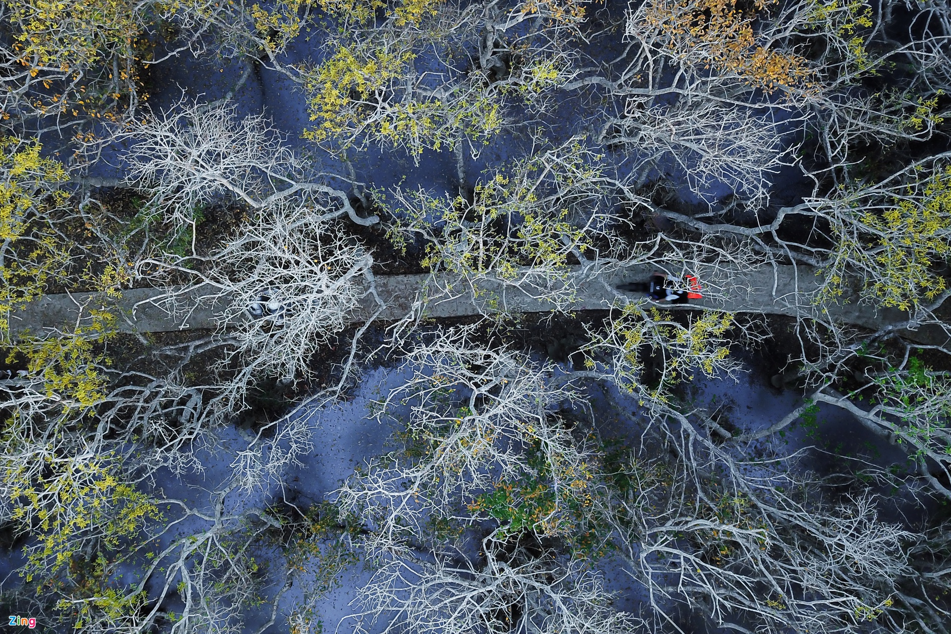 La belleza del manglar de Ru Cha en otoño