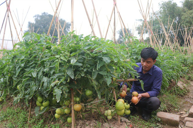 Reordenación del sector agrícola en la provincia norteña, Hung Yen