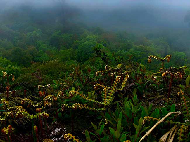 Chieu Lau Thi, magnífico bosque primario del noreste de Vietnam