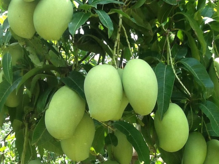 Dong Thap Más de 5000 hectáreas de mangos han recibido códigos de área para la exportación