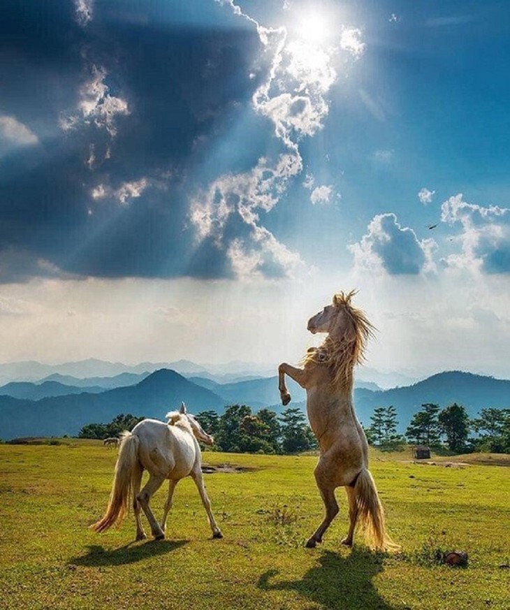 La colina Khau Sao, paraíso de los caballos blancos