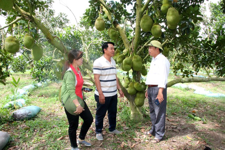 Minorías étnicas de Dak Lak salen de la pobreza con la reestructuración agrícola y ganadera