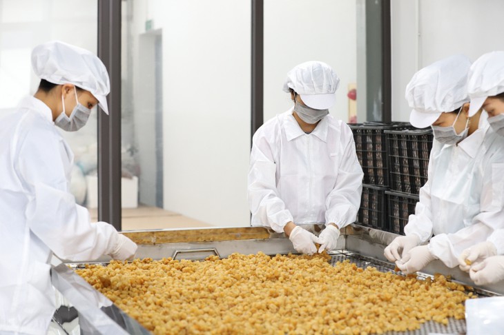 La provincia de Son La promueve la exportación de la fruta “ojo de dragón”