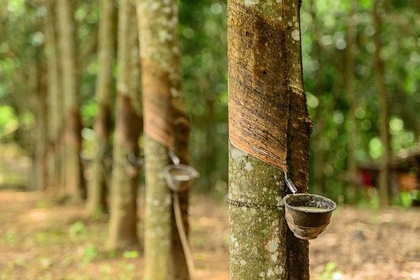 Aumentan las exportaciones de caucho vietnamita al mercado indio