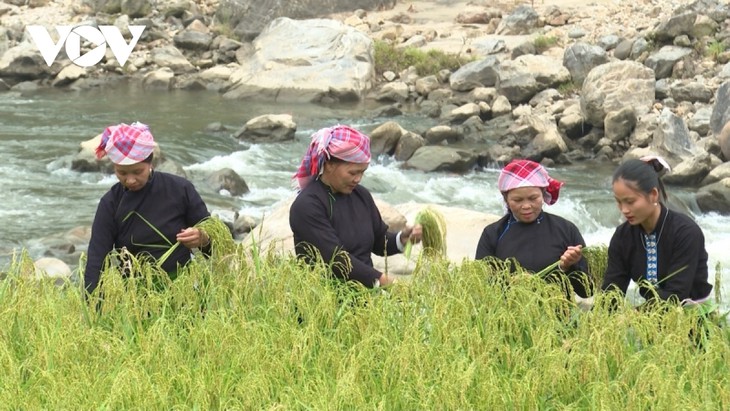 Especialidad de arroz glutinoso “Khau Tan Don” en Lao Cai