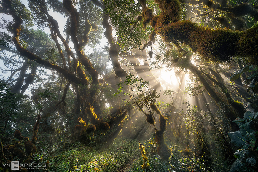 Perdidos en un cuento de hadas en el bosque de Ta Xua