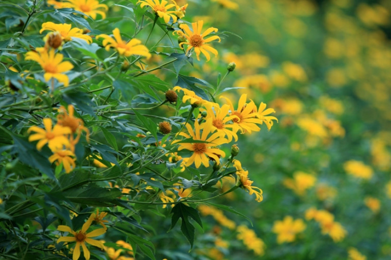 Girasoles silvestres florecen en localidad montañosa vietnamita