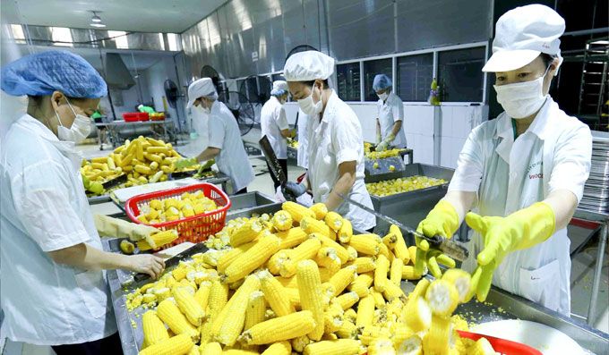 Los productos agrícolas y los alimentos procesados vietnamitas aumentan su presencia en varios mercados