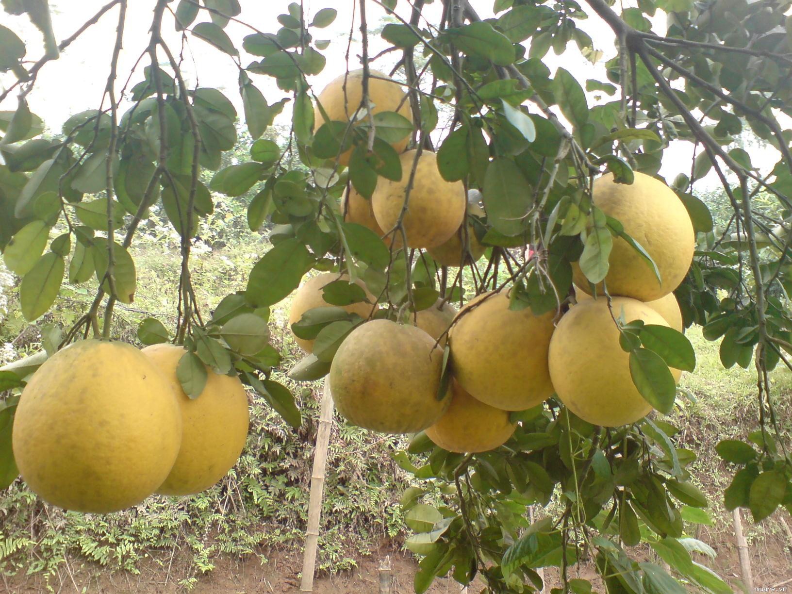 Pomelo Dien el valioso y significativo regalo para las vacaciones de Tet