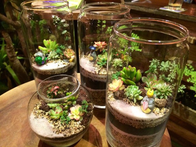 Terrarios la tendencia de los “espacios verdes miniatura” en Hanói