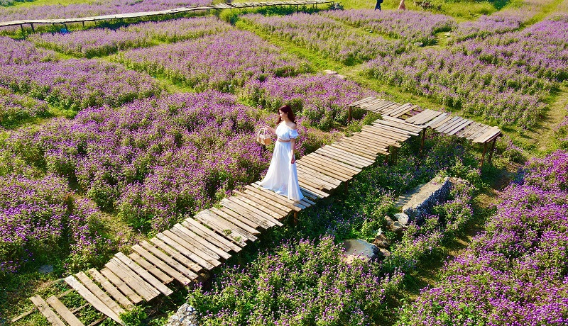 Perderse en el romántico campo de flores de Amaratoide en Hanói