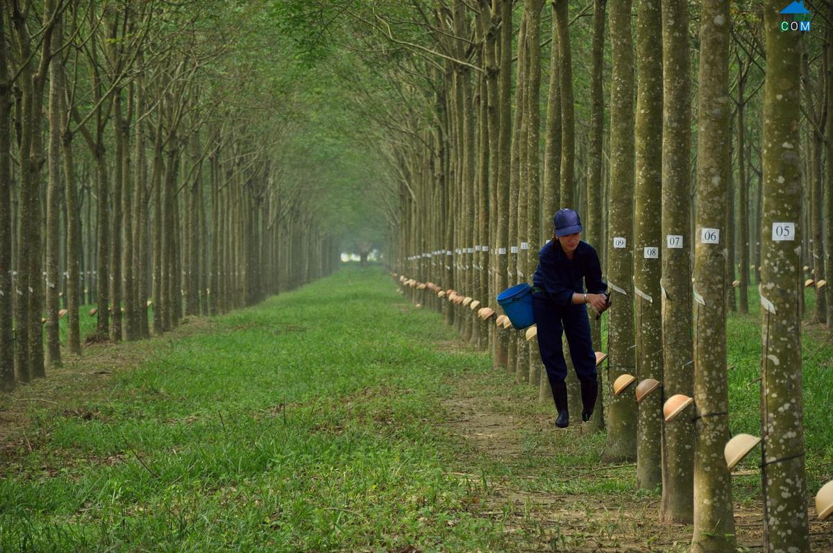 Certificadas 100 000 hectáreas de caucho como de gestión forestal sostenible