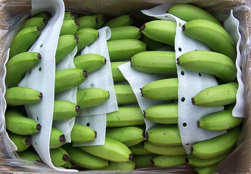 Japón aumenta las importaciones de plátano de Vietnam