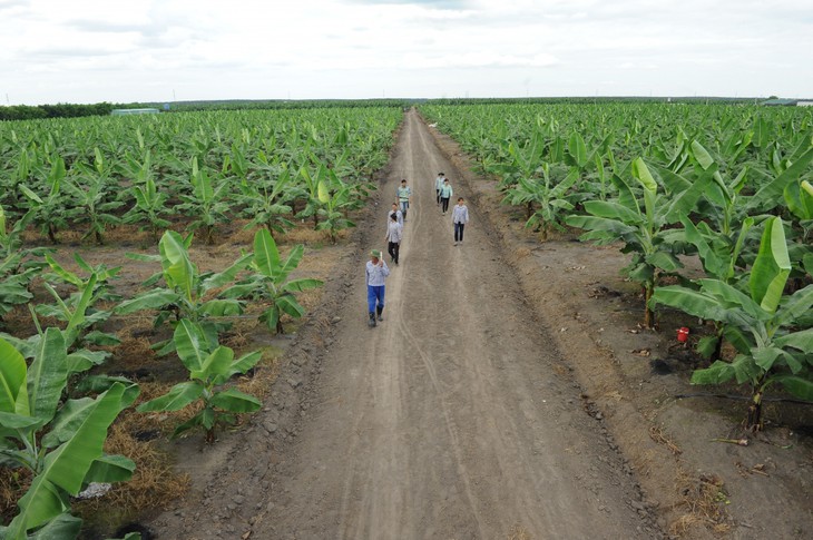 Binh Duong adopta políticas favorables a las inversiones en la agricultura