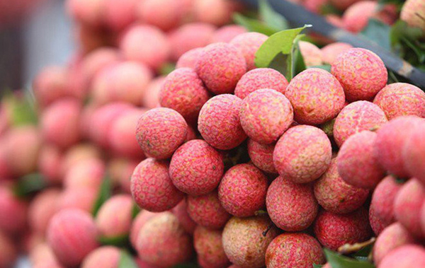Promocionar el lichi del distrito de Thanh Ha, provincia norteña de Hai Duong