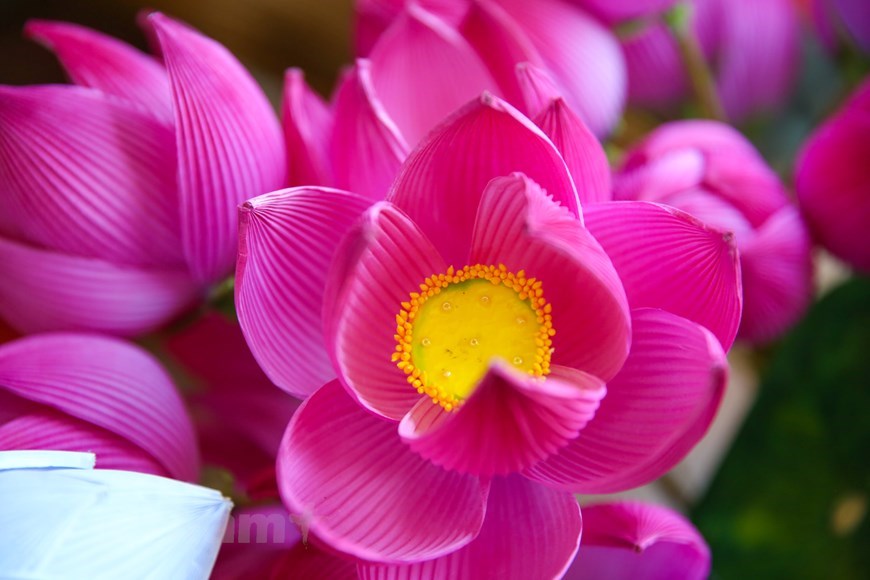 Aldea de oficio de flores de papel de Thanh Tien por presevar técnicas tradicionales