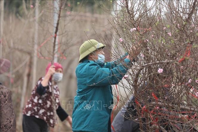 El pueblo de Nhat Tan prepara plantas de melocotones para el Año Nuevo Lunar 2022