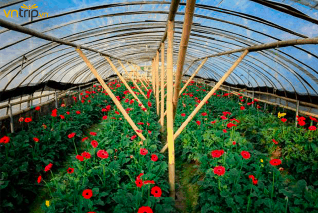 El pueblo de flores de Tay Tuu Desafiando altibajos para proporcionar flores de Tet