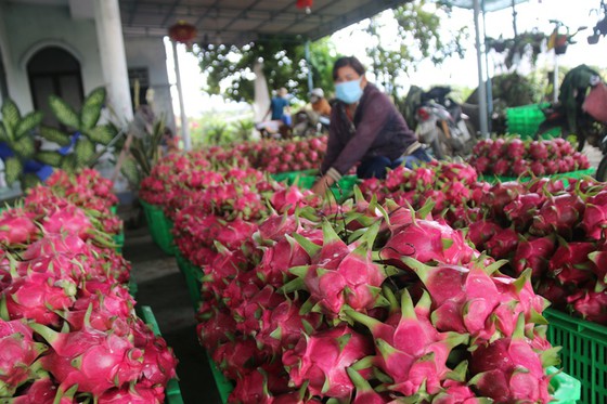 La fruta del dragón de Binh Thuan protegida en Japón con indicación geográfica