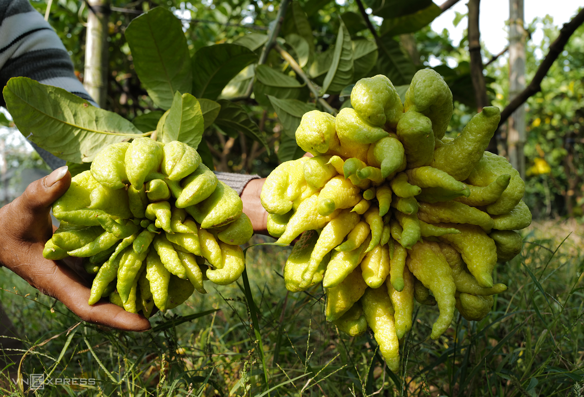 La comuna donde de crecen los frutos de Phat Thu mano de Buda durante el Tet