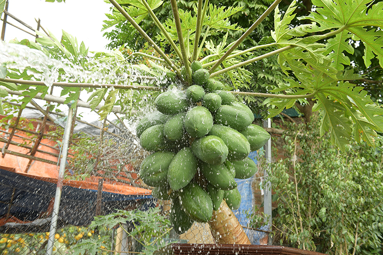 Bonsái de papaya para adornar el tradicional Año Nuevo Lunar vietnamita