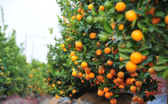 El pueblo de kumquat de Tu Lien está ocupado preparándose para el Tet
