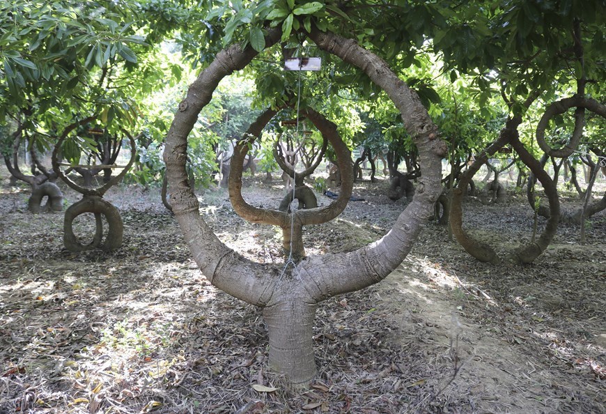 Descubrimiento del jardín de ayahuma reconocido por la Organización de Récords de Vietnam