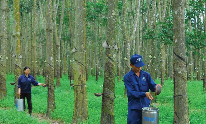 China sigue aumentando las importaciones de caucho vietnamita