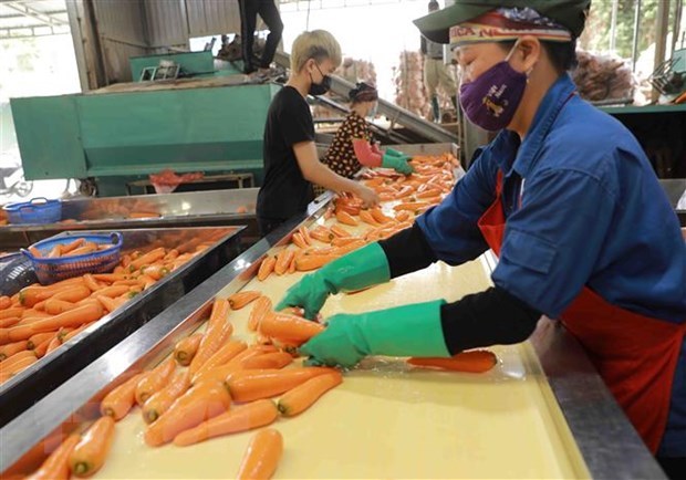 Lotes de 600 toneladas marcan inicio de exportación de zanahorias de provincia vietnamita