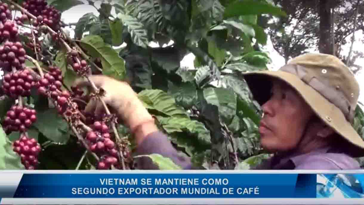 Vietnam se mantiene como segundo exportador mundial de café