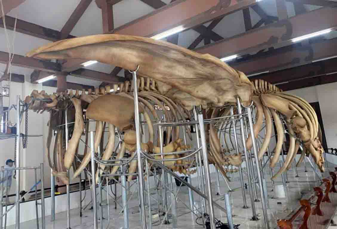 Restaurado con éxito el esqueleto de las de dos ballenas más grandes halladas en Vietnam