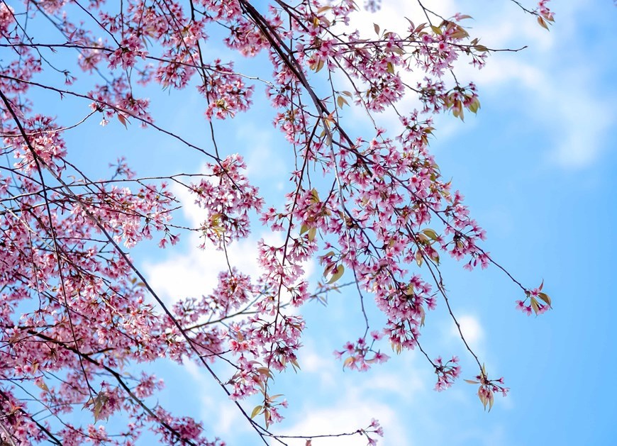 Bosques y montañas en noroeste de Vietnam se tiñen del rosa de la flor de durazno