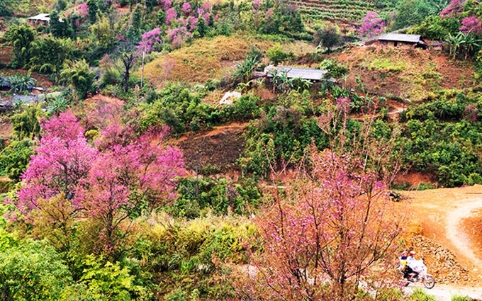 Seductora belleza de primavera en región montañosa del norte de Vietnam