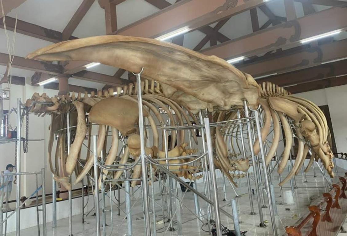 Restaurados dos esqueletos de ballenas de 300 años en isla vietnamita de Ly Son