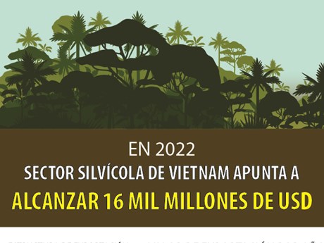 Sector silvícola de Vietnam apunta a alcanzar 16 mil millones de dólares en 2022