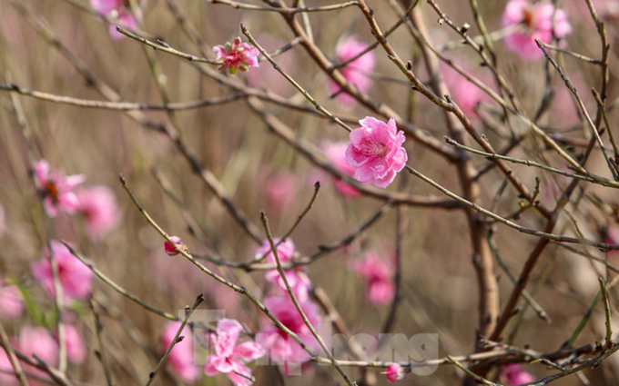 Las flores de melocotón de Nhat Tan atraen al público mientras Tet se acerca