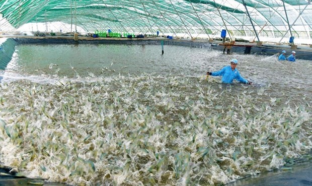 Vietnam busca soluciones para el desarrollo sostenible de la industria pesquera