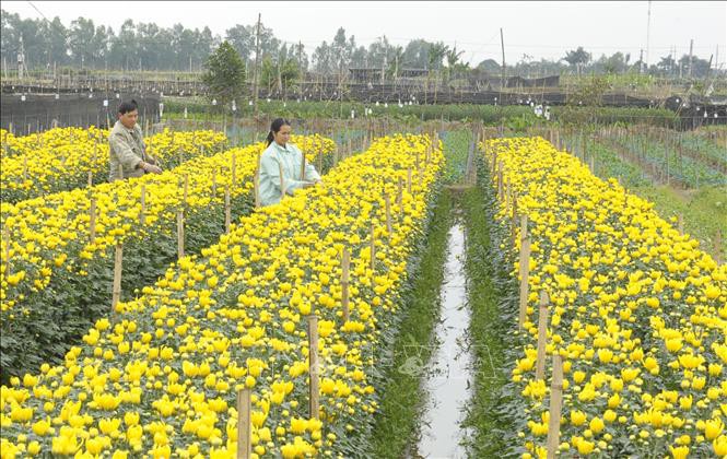Aldeas de floricultura en días previos al Año Nuevo Lunar