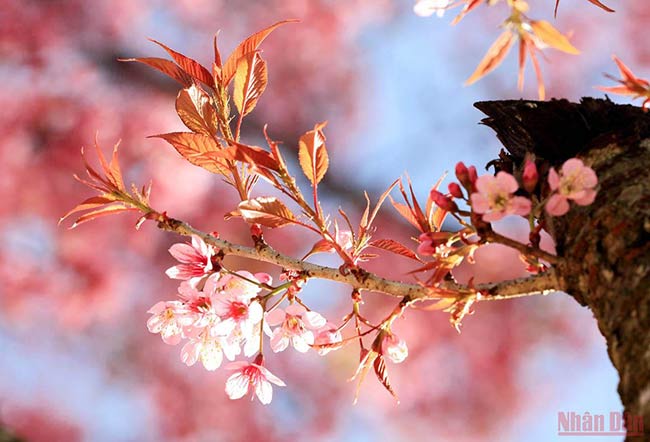 Belleza primaveral reina en ciudad vietnamita de Da Lat