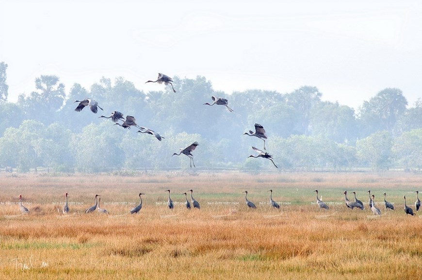 Admiran aves acuáticas endémicas en Vietnam
