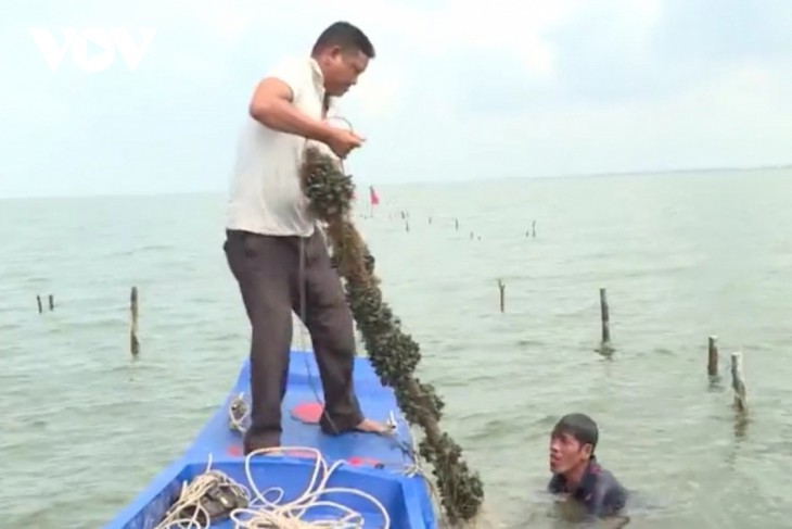 El cultivo de mejillones verdes trae riqueza a agricultores de Kien Giang