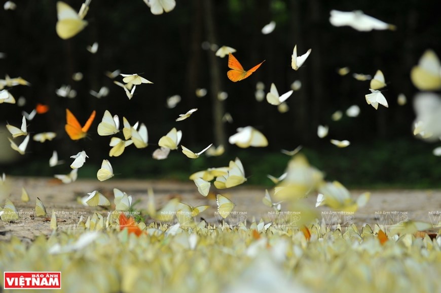 Parque Nacional de Cuc Phuong en Vietnam entre los principales de Asia en 2021