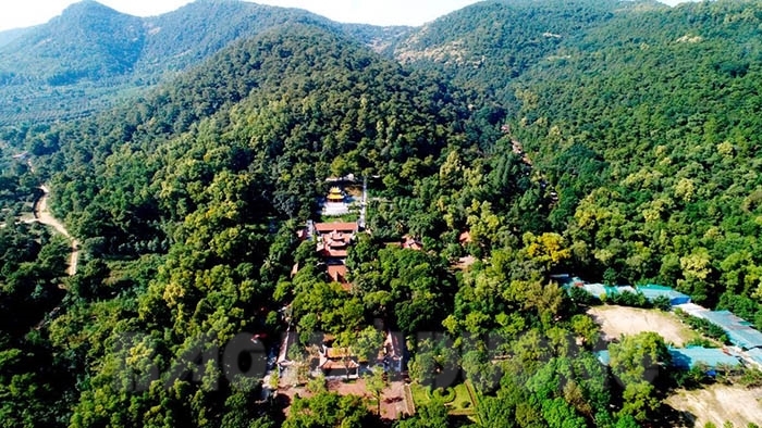 Con Son, un hermoso bosque de coníferas