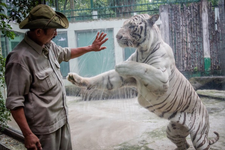 Tran Ngoc Luan, un experimentado entrenador de tigres en Parque Zoológico