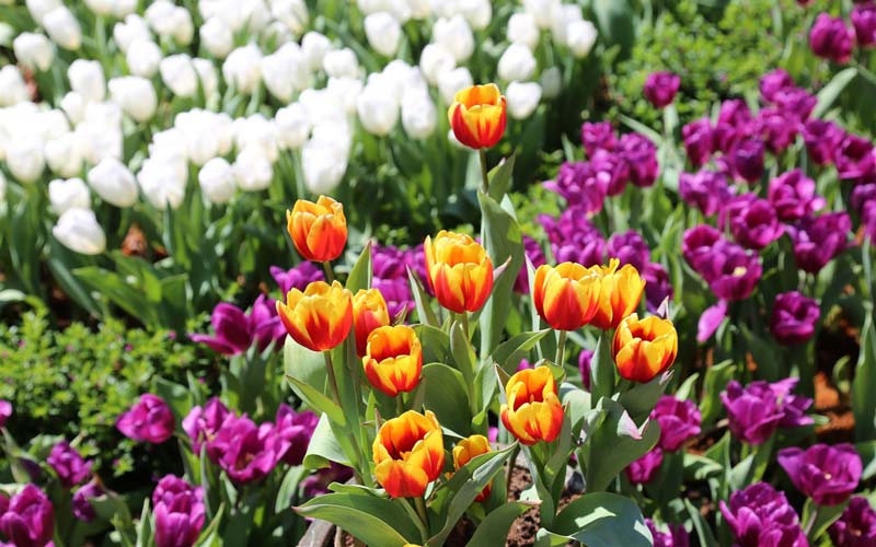 Coloridos tulipanes en la montaña Ba Den